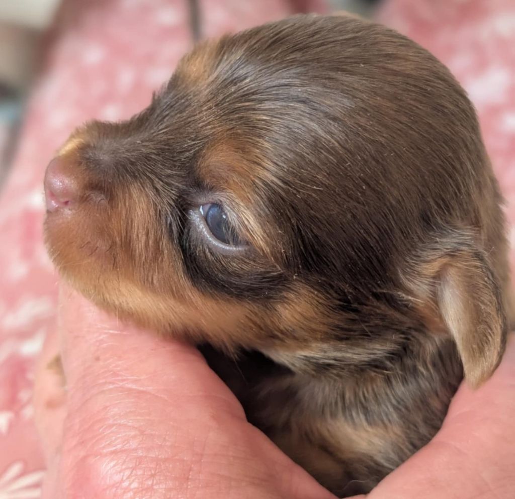 au Royaume D'ultra - Chiots disponibles - Russkiy Toy (Petit Chien Russe)