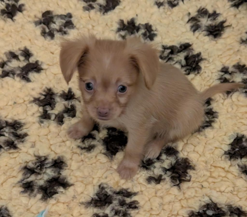 au Royaume D'ultra - Chiots disponibles - Russkiy Toy (Petit Chien Russe)