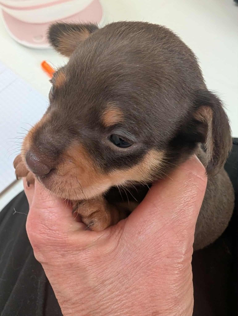 au Royaume D'ultra - Chiots disponibles - Russkiy Toy (Petit Chien Russe)
