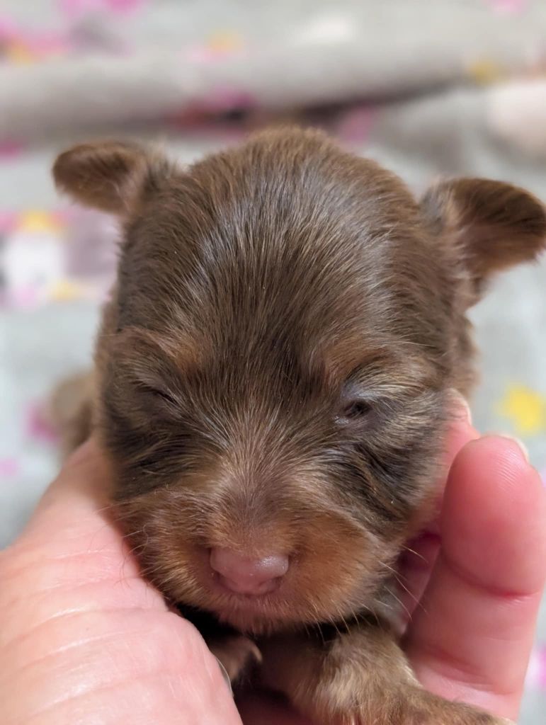 au Royaume D'ultra - Chiots disponibles - Russkiy Toy (Petit Chien Russe)