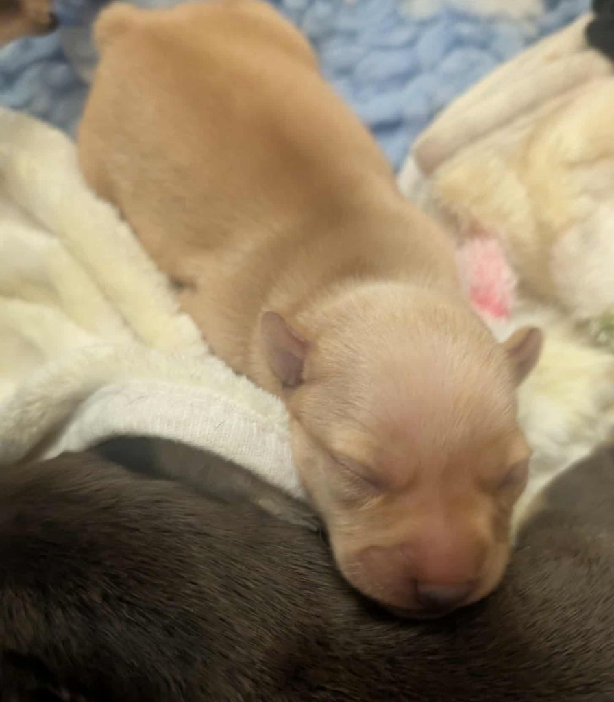 au Royaume D'ultra - Chiots disponibles - Russkiy Toy (Petit Chien Russe)