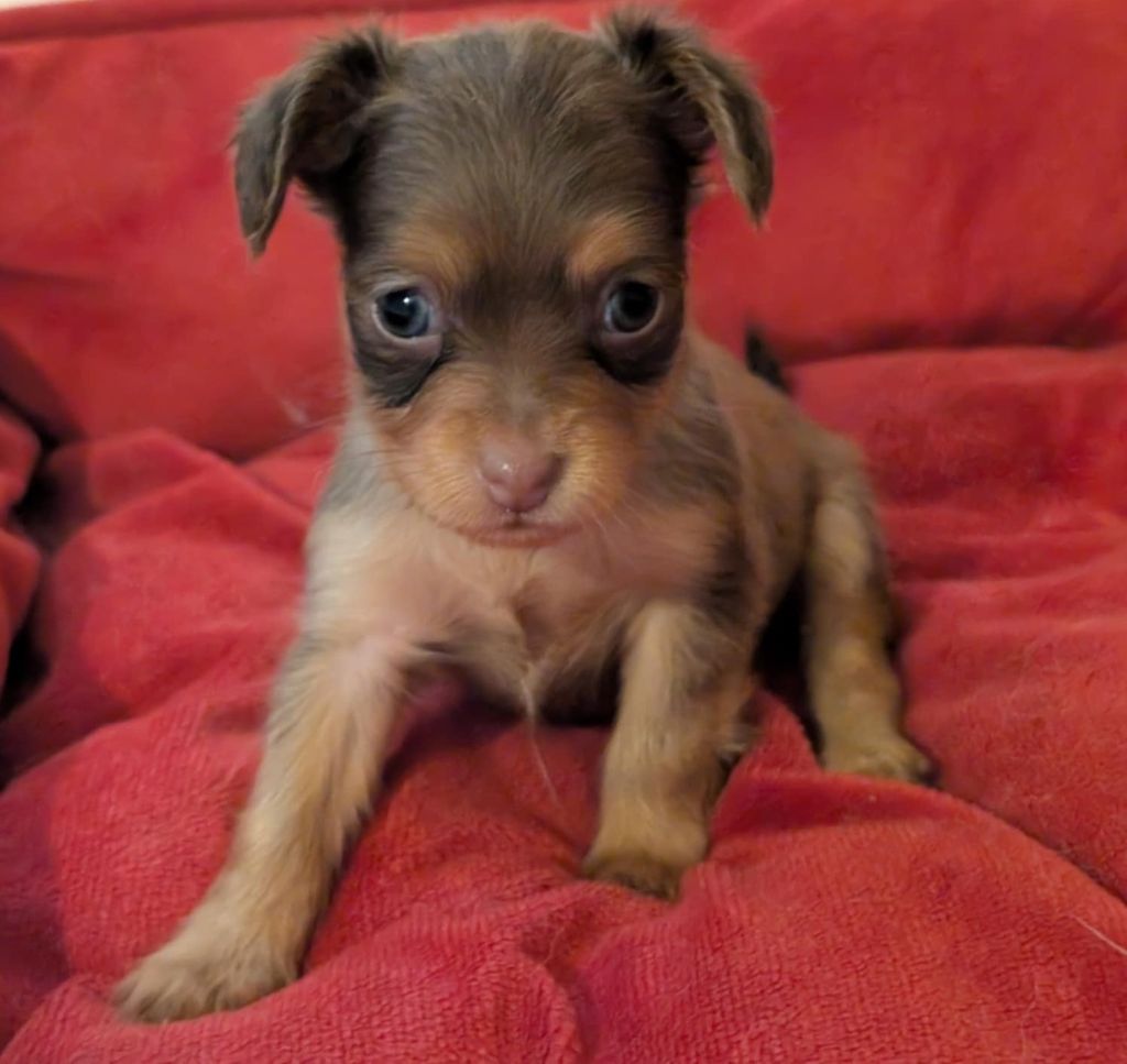 au Royaume D'ultra - Chiots disponibles - Russkiy Toy (Petit Chien Russe)