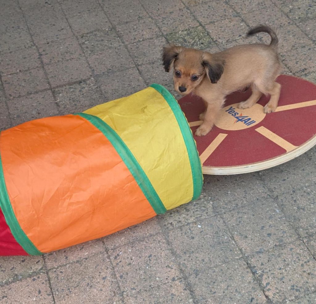 au Royaume D'ultra - Chiots disponibles - Russkiy Toy (Petit Chien Russe)