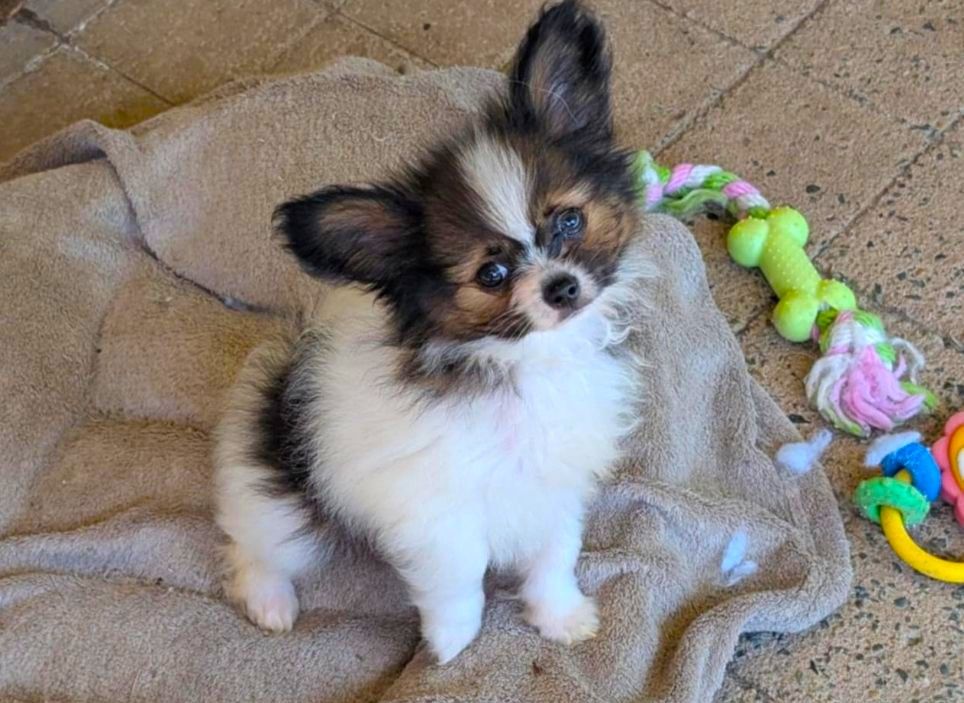 au Royaume D'ultra - Chiots disponibles - Epagneul nain Continental (Papillon)