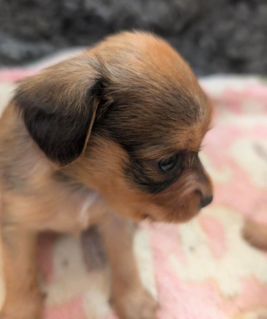 au Royaume D'ultra - Chiots disponibles - Russkiy Toy (Petit Chien Russe)