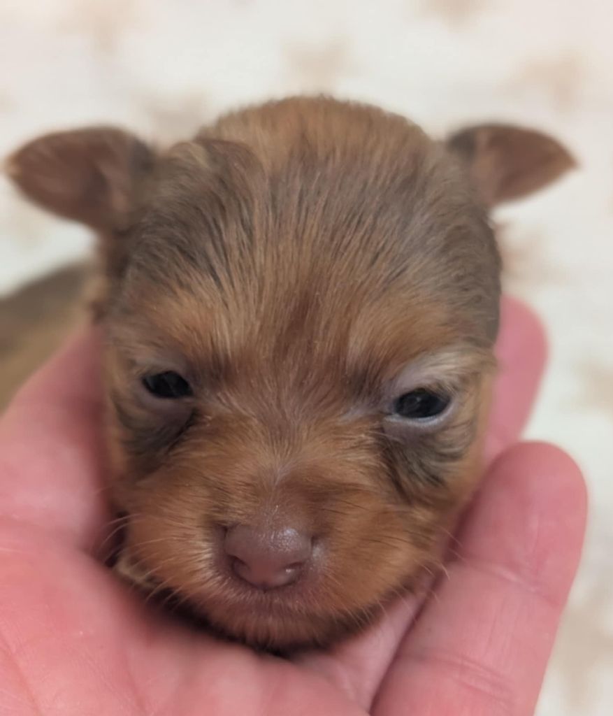 au Royaume D'ultra - Chiots disponibles - Russkiy Toy (Petit Chien Russe)