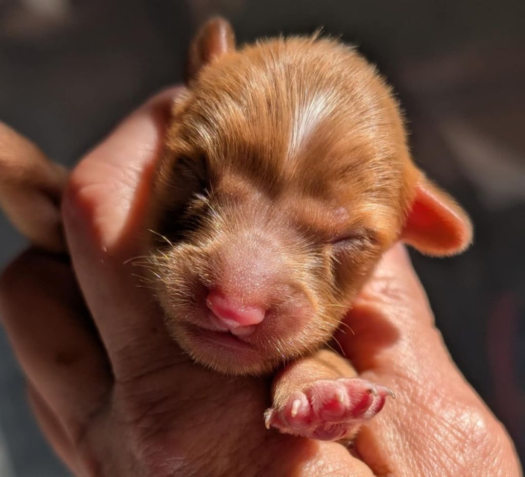 au Royaume D'ultra - Chiots disponibles - Russkiy Toy (Petit Chien Russe)
