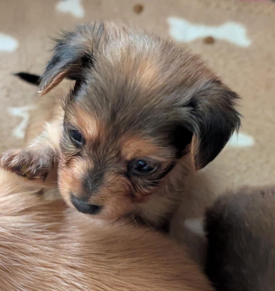 au Royaume D'ultra - Chiots disponibles - Russkiy Toy (Petit Chien Russe)