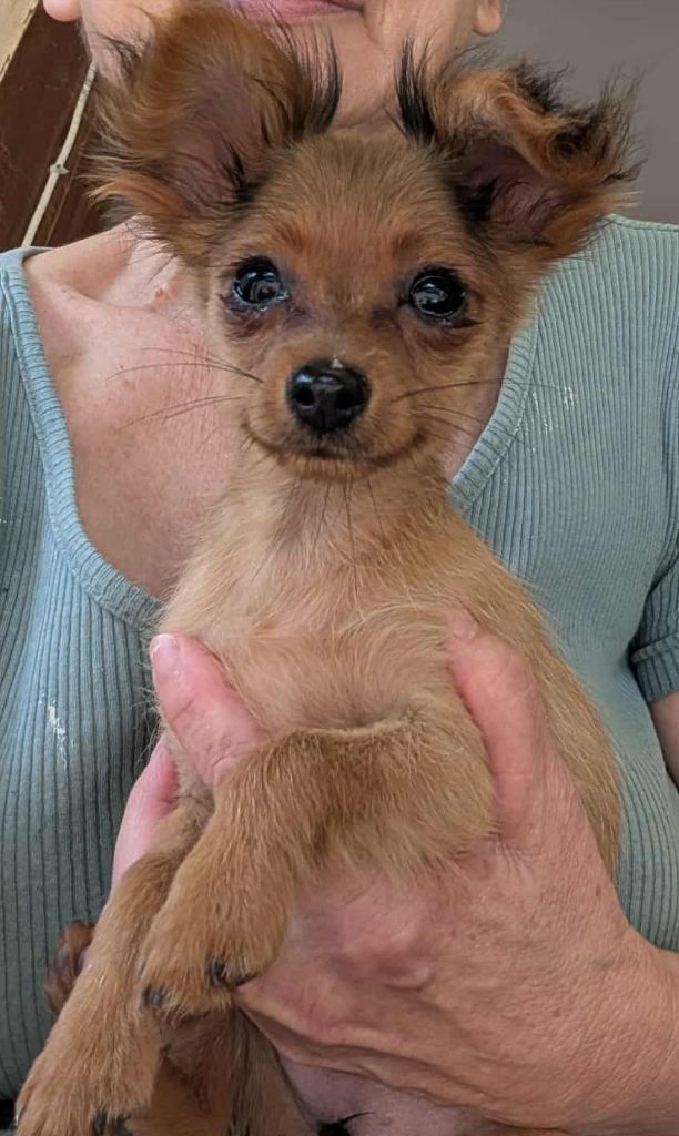 au Royaume D'ultra - Chiots disponibles - Russkiy Toy (Petit Chien Russe)